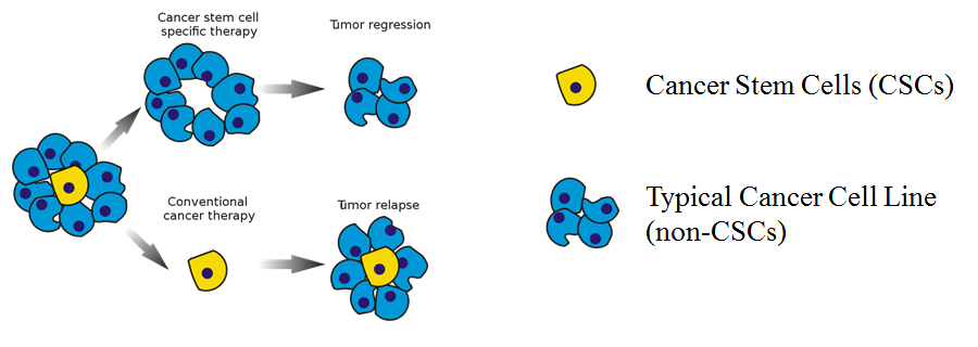 Overview schematic of cancer stem cell theory