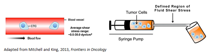 Schematic of Metastasis Model